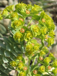 Euphorbia spp.